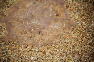 Fototapeta na wymiar Marine background. Big jellyfish in the water. Abstract background. Selective focus. Close-up, side view, copy space.