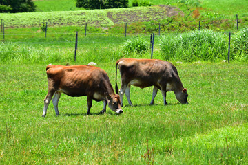 Fototapeta premium ジャージー牛