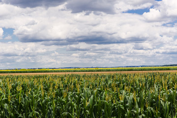 Fototapeta na wymiar Corn field with blue sky and white cloud