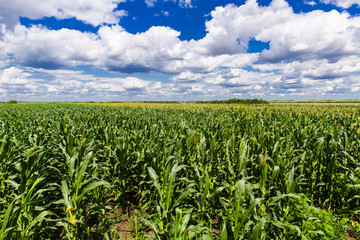 Corn field with blue sky and white cloud