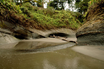 Beach and jungle landscape