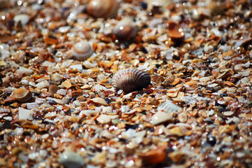 Marine background. Broken and whole shells in the sand on the beach. Selective focus. Close-up, side view, copy space.