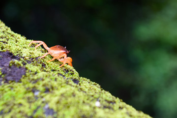 Forest Crab