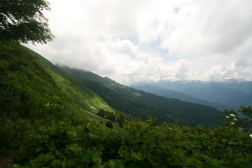 Flowering meadows in the Caucasus mountains. On the way to Bzerpinskiy karniz, Sochi.