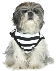 Dog Prisioner Shih Tzu