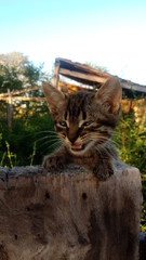 Obraz premium gatinho