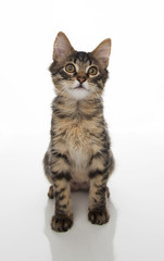 Tabby Kitten On White Background