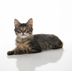 Tabby Kitten On White Background