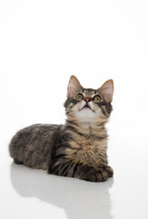 Obraz premium Tabby Kitten On White Background