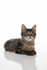 Tabby Kitten On White Background