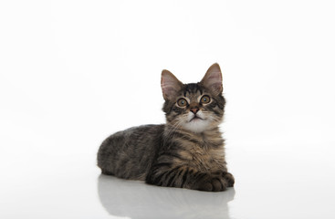 Tabby Kitten On White Background