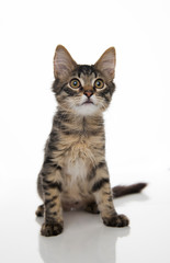 Tabby Kitten On White Background