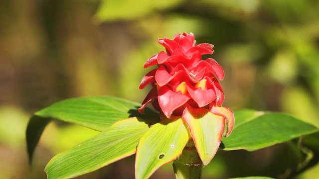 Red Blossom of a Wild Ginger Plant in Thailand