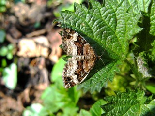 Moth on a green leaf