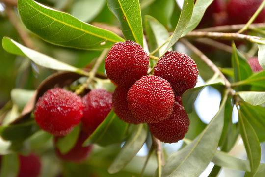 やまももページ ヤマモモ」の写真素材 | 2,806件の無料イラスト画像 | Adobe Stock