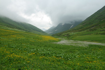 Fototapeta premium Flowering meadow in the Caucasus mountains. Bzerpinskiy karniz, Sochi