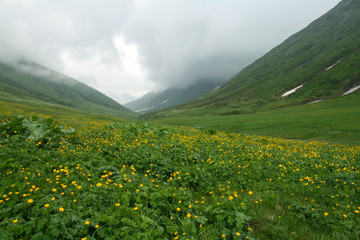 Flowering meadow in the Caucasus mountains. Bzerpinskiy karniz, Sochi