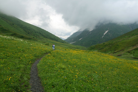 Flowering meadow in the Caucasus mountains. Bzerpinskiy karniz, Sochi