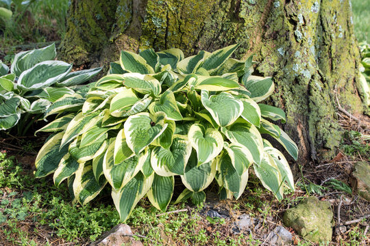 Hostas grow under the shade of a tree in the backyard of a Missouri home.