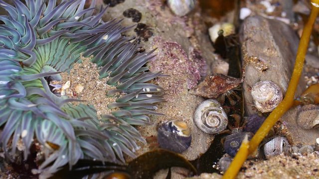 Ocean tide pool life
