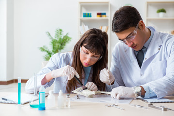 Paleontologists looking at bones of extinct animals
