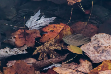 Fall foliage that has fallen into a lake
