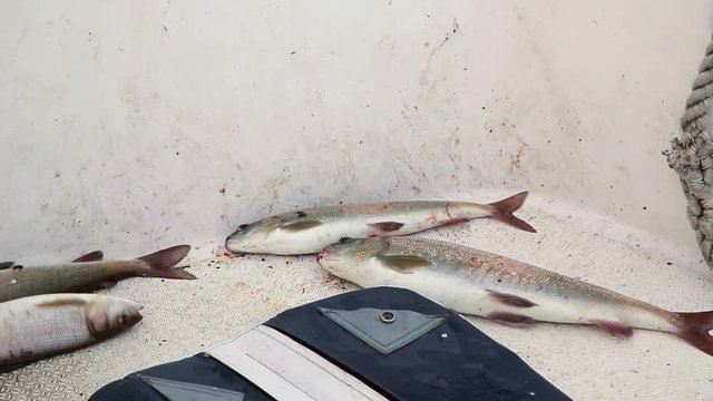 Fishing. The catch of the Baikal fish. Omul. Grayling