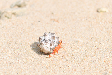 グアムのヤドカリ