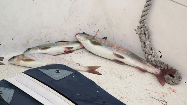 Fishing. The catch of the Baikal fish. Omul. Grayling