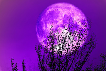 full purple moon back silhouette dry tree and colorful sky