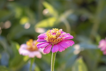 Obraz premium Zinnia, Flowers, Spring Bloom