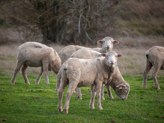 Naklejka na ściany i meble Sheep looking at camera with curious look on face. Flock of sheep grazing on green grass. Campbell Town, TAS Australia
