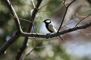 シジュウカラ　Japanese tit