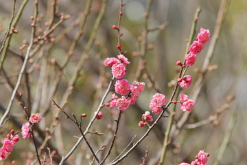 八重咲きの梅の花　Plum blossom	