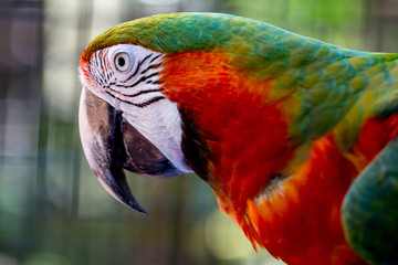 Colourful macaw from up close