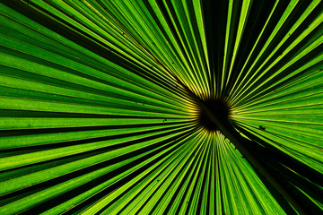 Obraz premium Green fan palm leaf for background texture