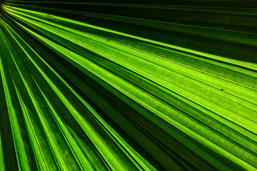 Obraz premium Green fan palm leaf for background texture