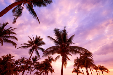 Obraz premium Silhouette of tropical beach during sunset twilight. seascape of summer beach and palm tree at sunset. vintage color tone