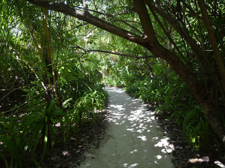 Sand Beach beyond the Bush