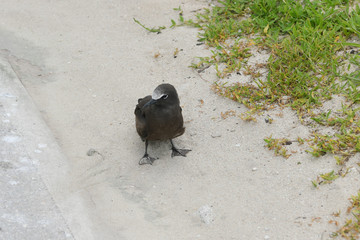 グアムにいた人懐っこい黒い鳥