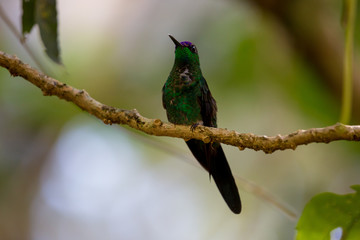 Hummingbird on a branch in natural environment