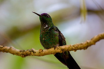 Fototapeta na wymiar Hummingbird on a branch in natural environment