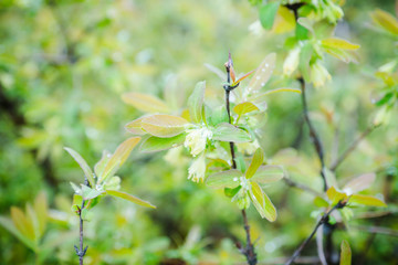 Blooming honeysuckle bush in the garden. Selective focus.