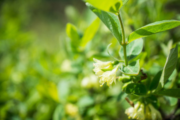 Fototapeta na wymiar Blooming honeysuckle bush in the garden. Selective focus.