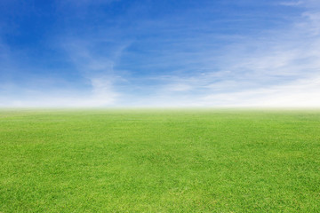 Fototapeta na wymiar grass and sky background