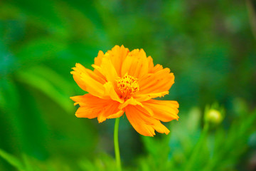 yellow flower on beautiful morning