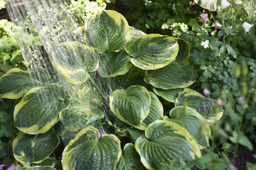 Speckled Bush hosts under the spray of water.