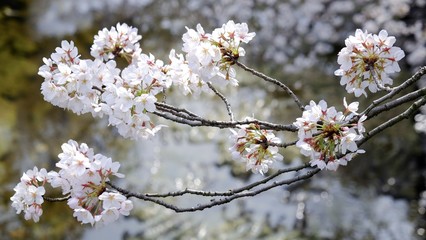 Full bloom sakura blossom in Tokyo, Japan