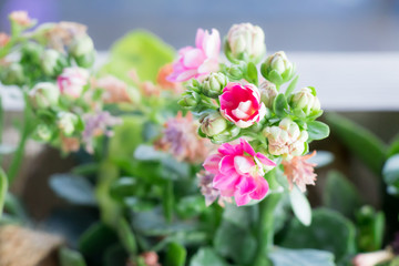 pink flows blooming on morning with flowers blurred background.