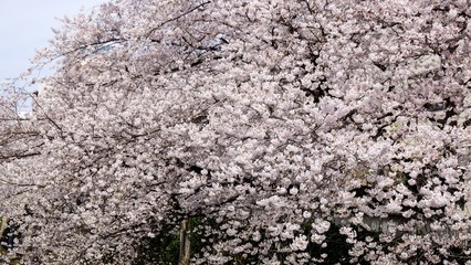 Full bloom sakura blossom in Tokyo, Japan